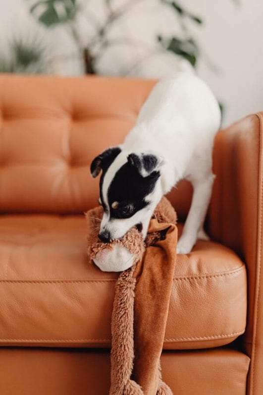 Taking the toy back Getting your dog to stop being possessive