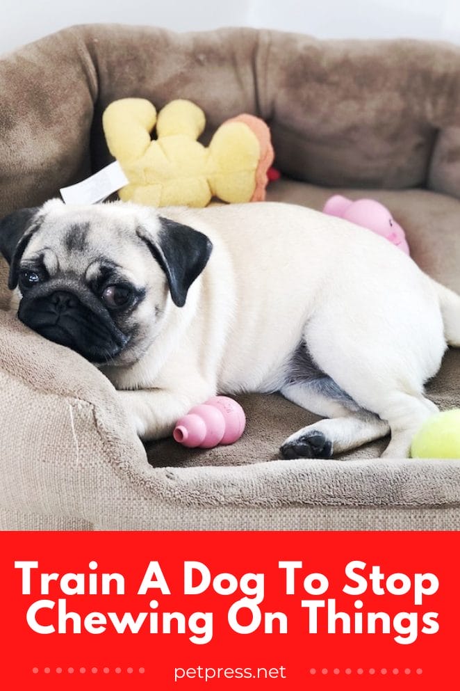 The Dos and Don'ts of Getting Your Dog to Stop Chewing