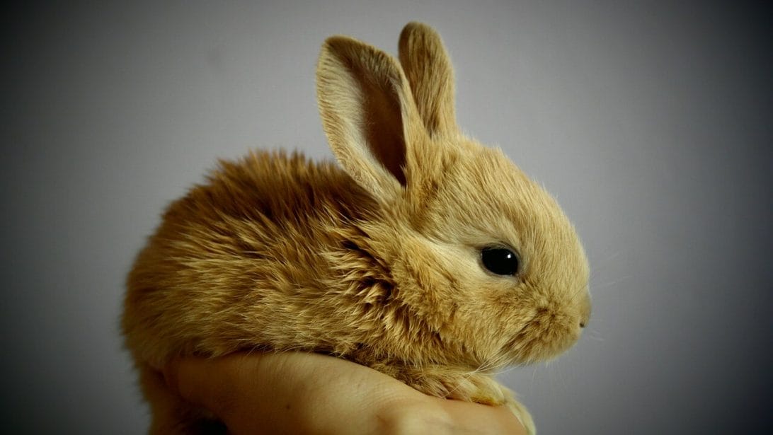 A Bunny Lover’s Guide to White Rabbit Breeds