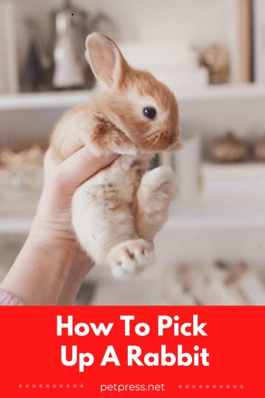 The Ultimate Guide to Picking Up Your Pet Rabbit Like a Pro!