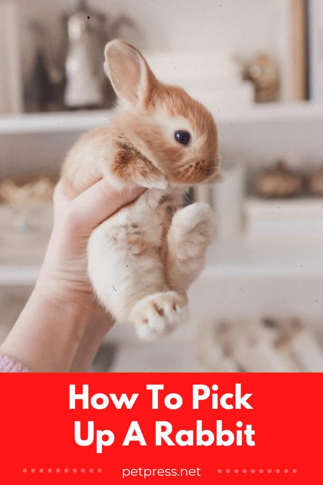 The Ultimate Guide to Picking Up Your Pet Rabbit Like a Pro!