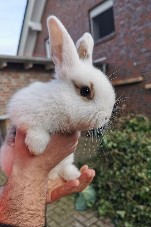 The Ultimate Guide to Picking Up Your Pet Rabbit Like a Pro!