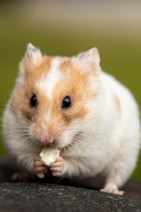 How To Take Care Of A Hamster Tips and Tricks from Petpress