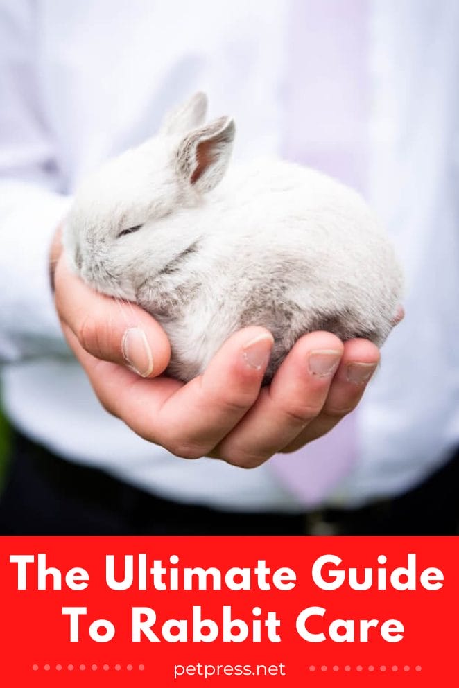 The Ultimate Guide to Rabbit Care for Pet Parents