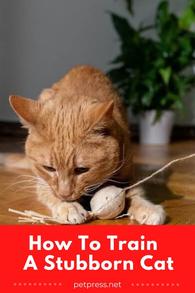 Train Your Stubborn Cat in Just 7 Steps A Guide for Cat Parents
