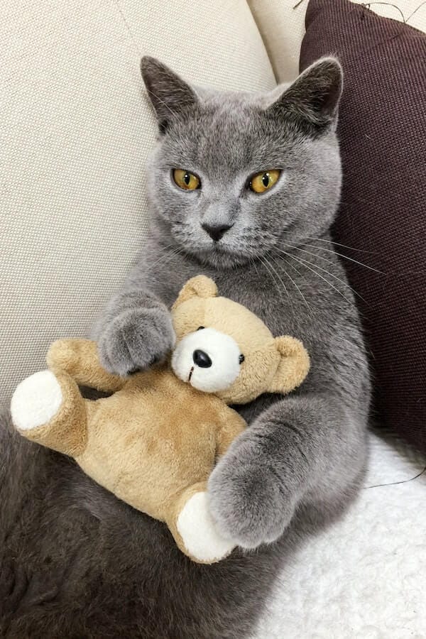 Train Your Stubborn Cat in Just 7 Steps A Guide for Cat Parents