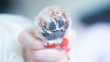 How to trim a dog's nails