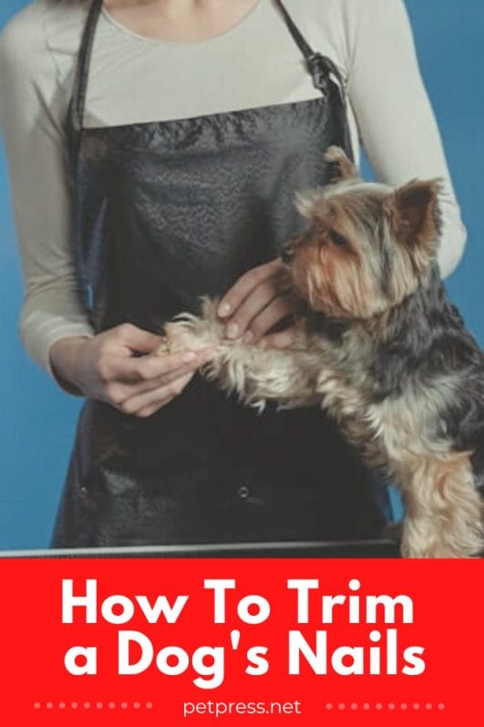 Trimming Your Dog's Nails: A Step-By-Step Guide