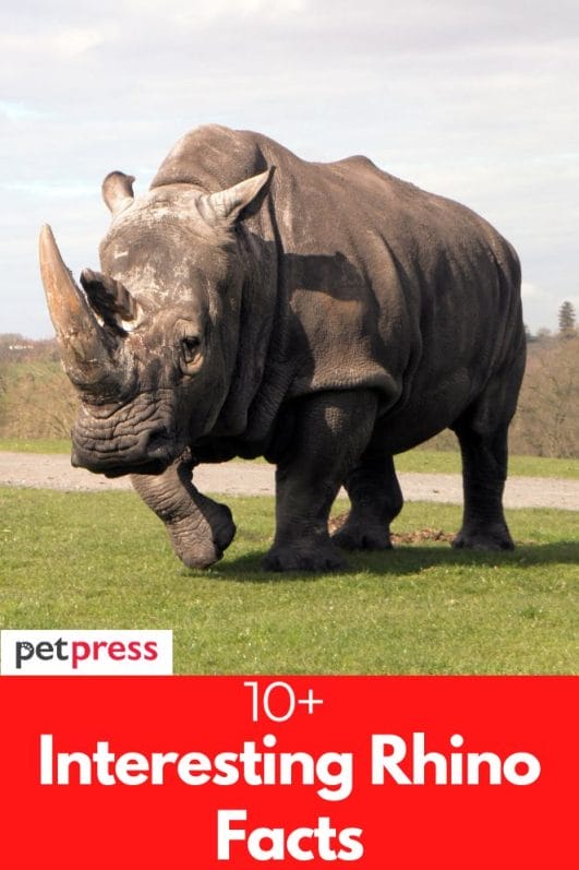 10+ Interesting Rhino Facts and Their Role in the Ecosystem