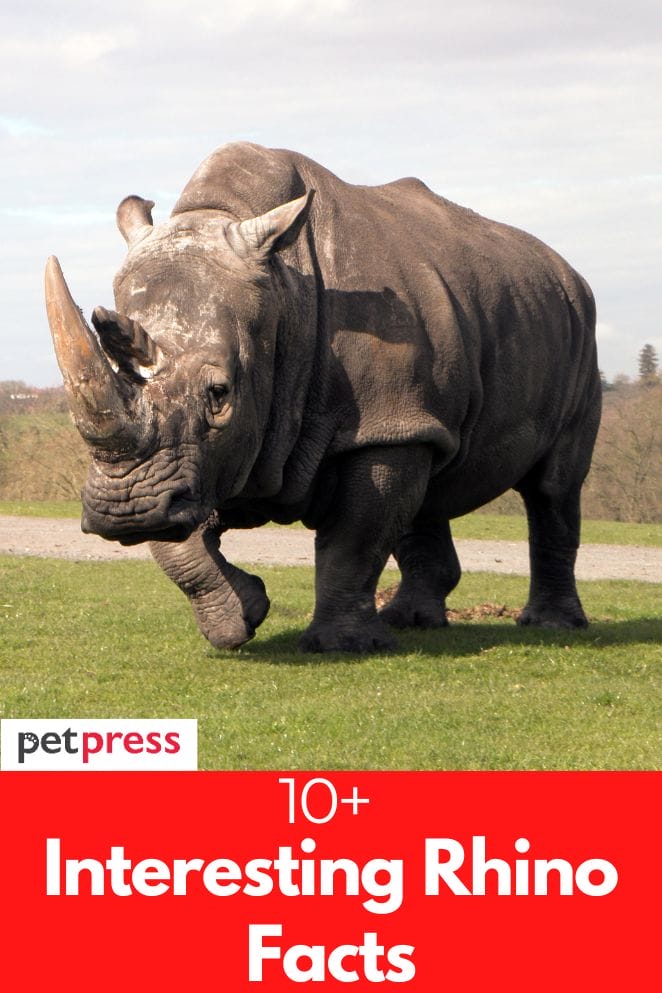 Interesting rhino facts