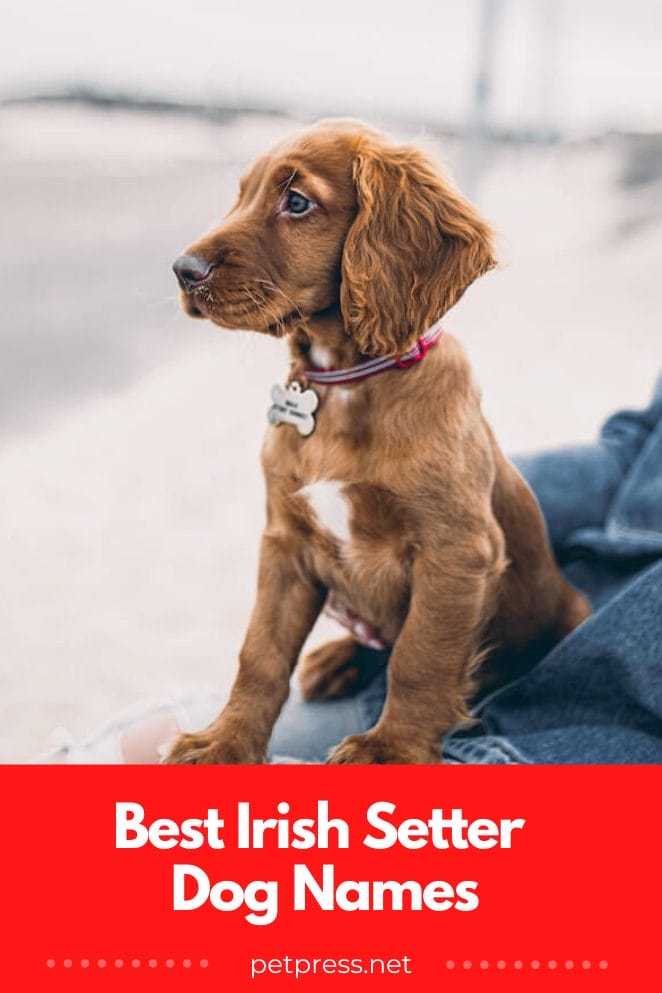 Top 125 Best Irish Setter Dog Names top-125-best-irish-setter-dog-names