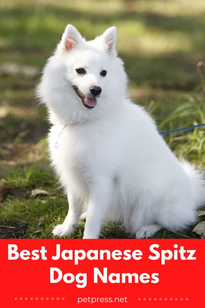Top 120 Best Japanese Spitz Dog Names