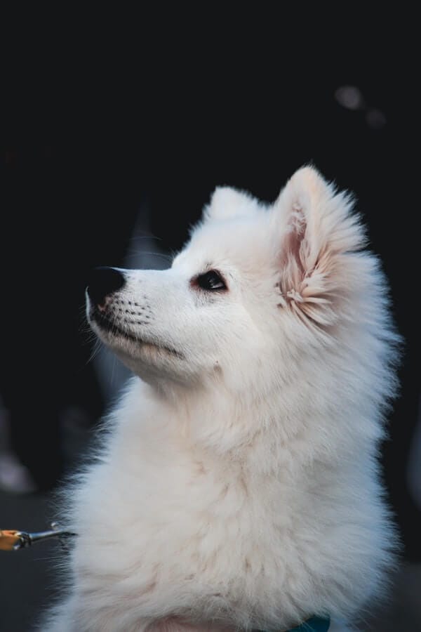Top 120 Best Japanese Spitz Dog Names