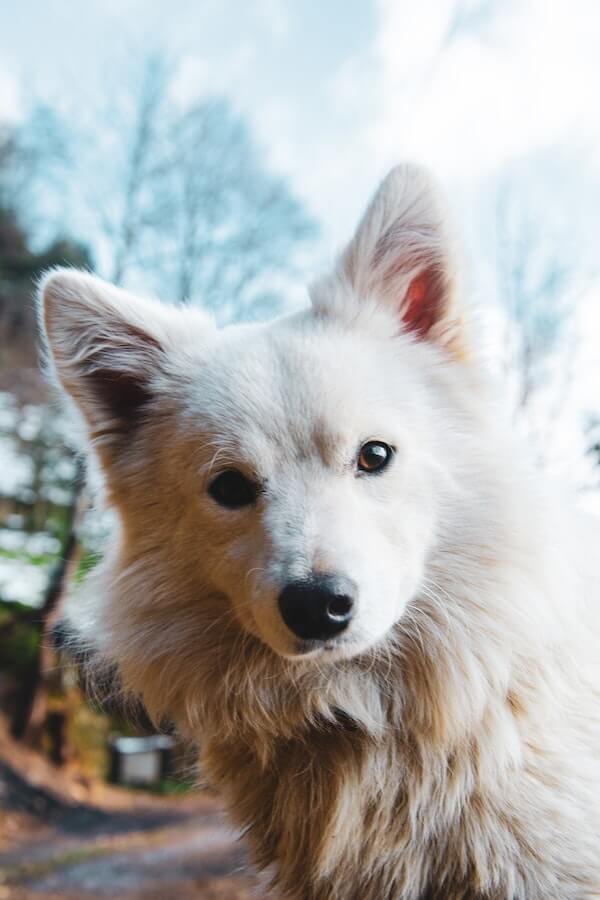 Top 120 Best Japanese Spitz Dog Names