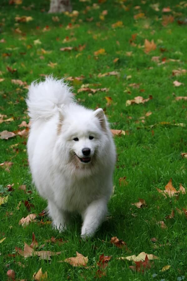 top-120-best-japanese-spitz-dog-names