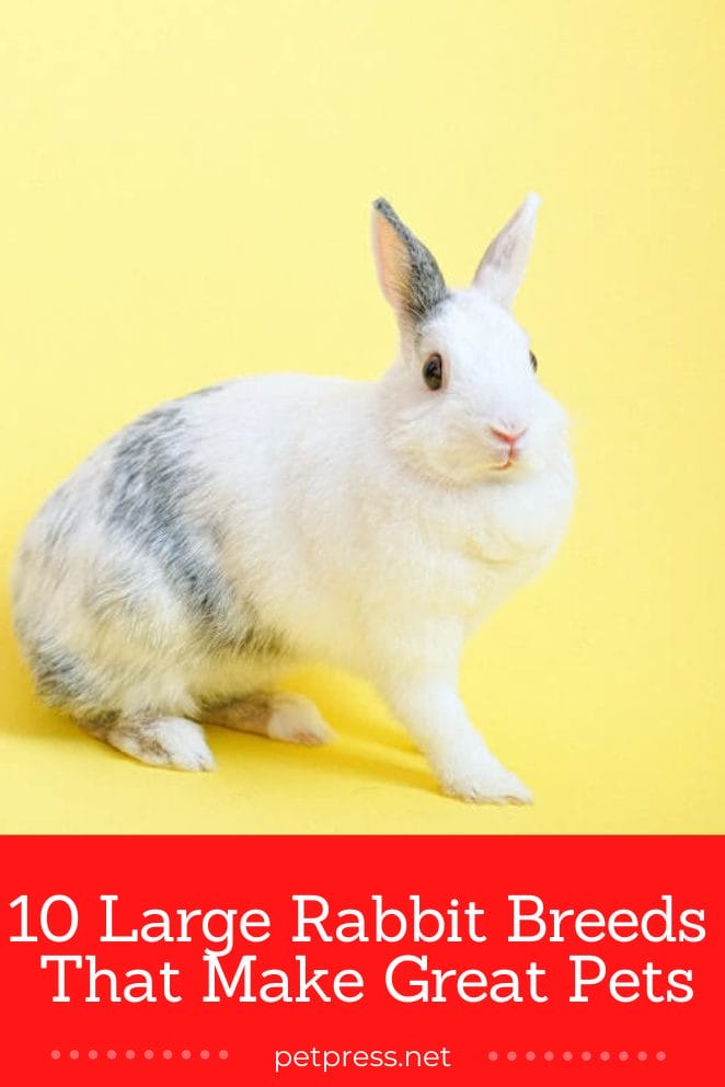 10 Large Rabbit Breeds That Make Great Pets
