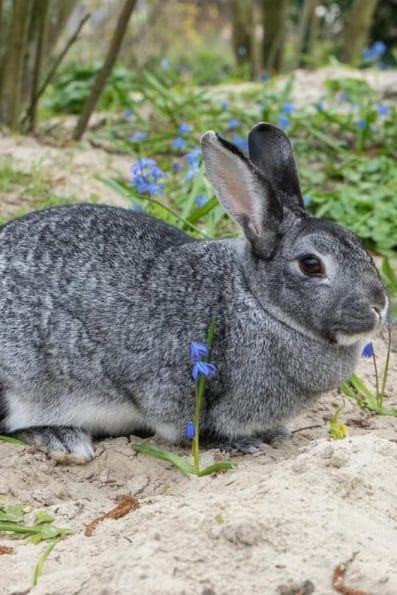10 Large Rabbit Breeds That Make Great Pets