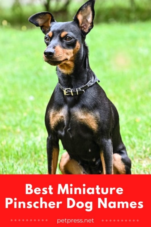 Top 145 Best Miniature Pinscher Dog Names