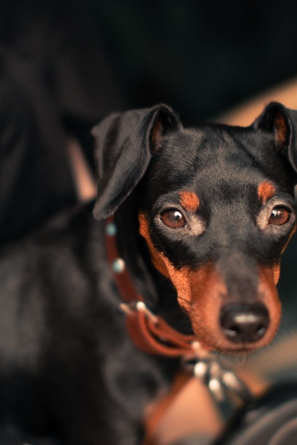 Top 145 Best Miniature Pinscher Dog Names