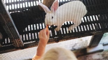 Mistakes people make when buying a rabbit