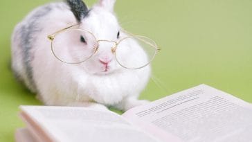 Questions to ask before getting a rabbit