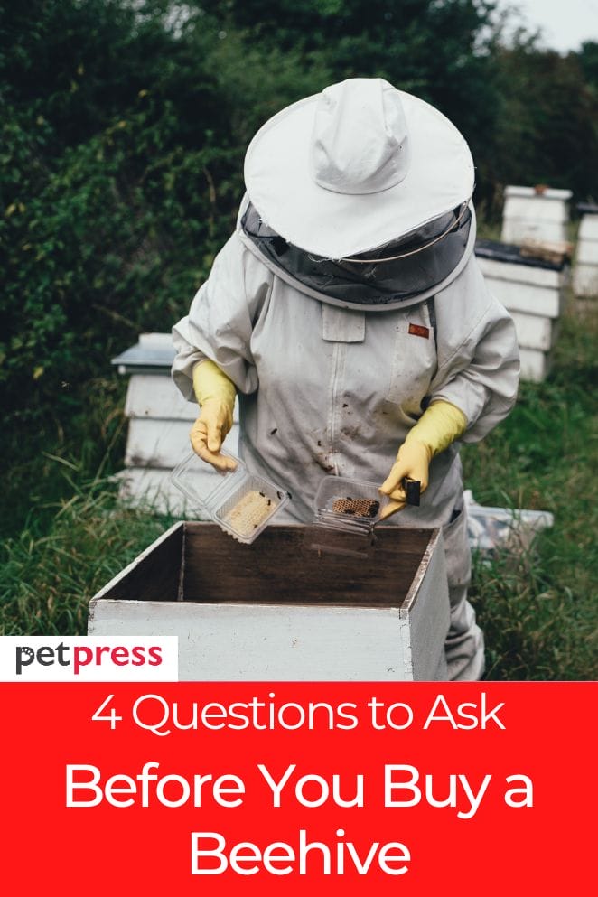 Questions to ask before you buy a beehive
