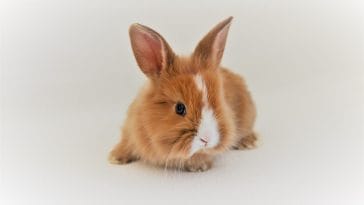 Small rabbit breeds