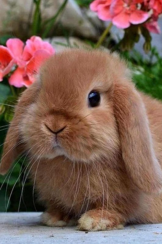 The Top 10 Small Rabbit Breeds to Snuggle Up With