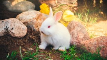 White rabbit breeds