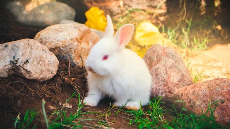 White Rabbit Myth: Cultural Significance Across the Globe