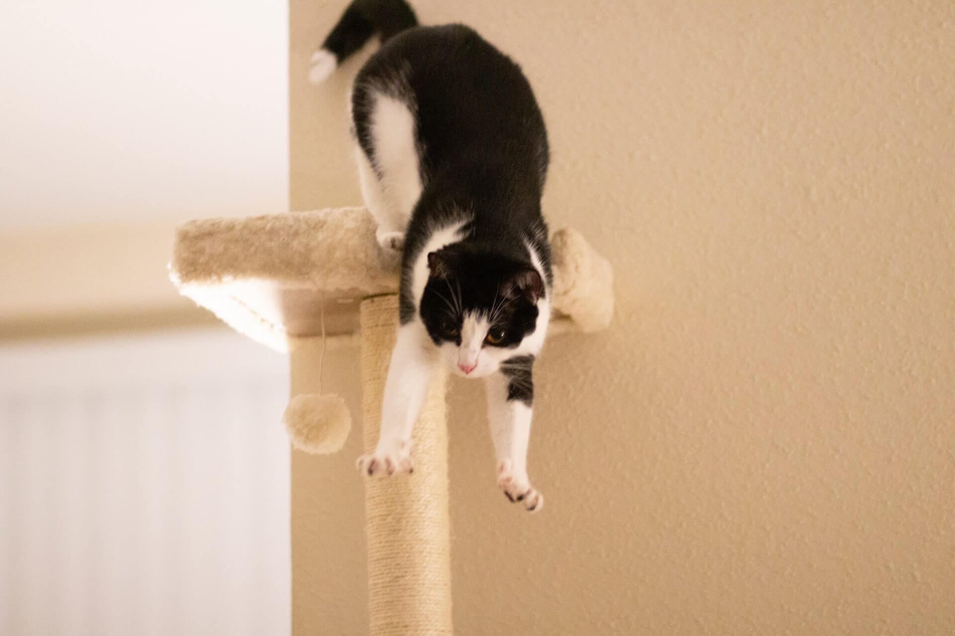 Decoding the Mystery of Cats Always Landing on Their Feet