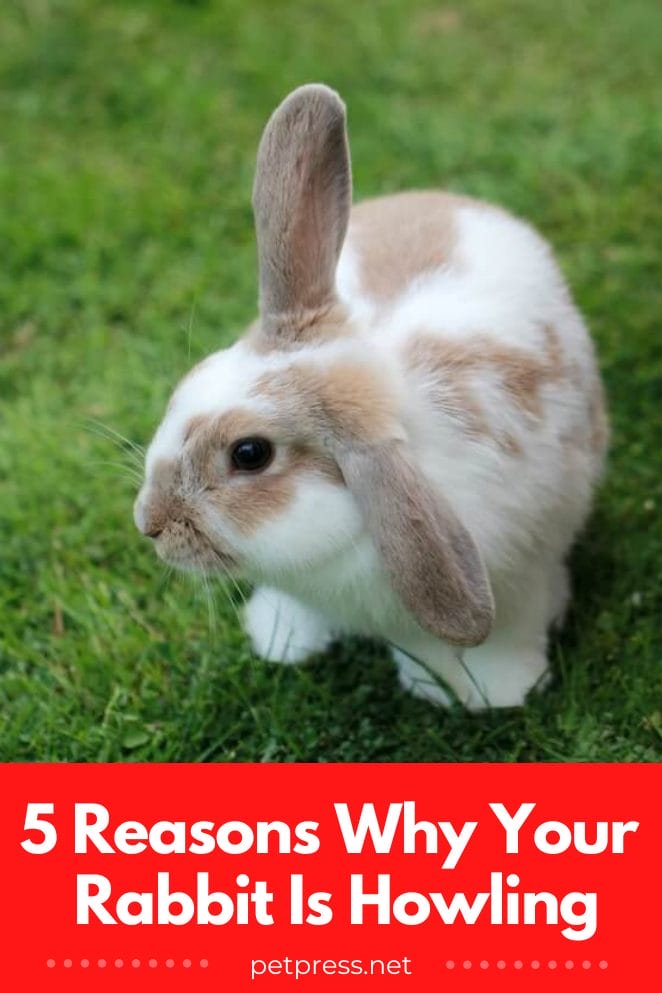 5 Reasons Why Your Rabbit Is Howling & What To Do About It