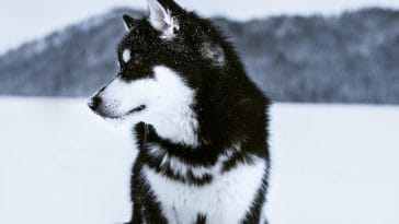 alaskan-malamute