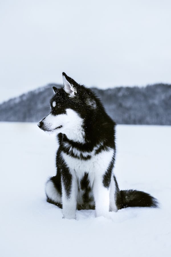 alaskan-malamute