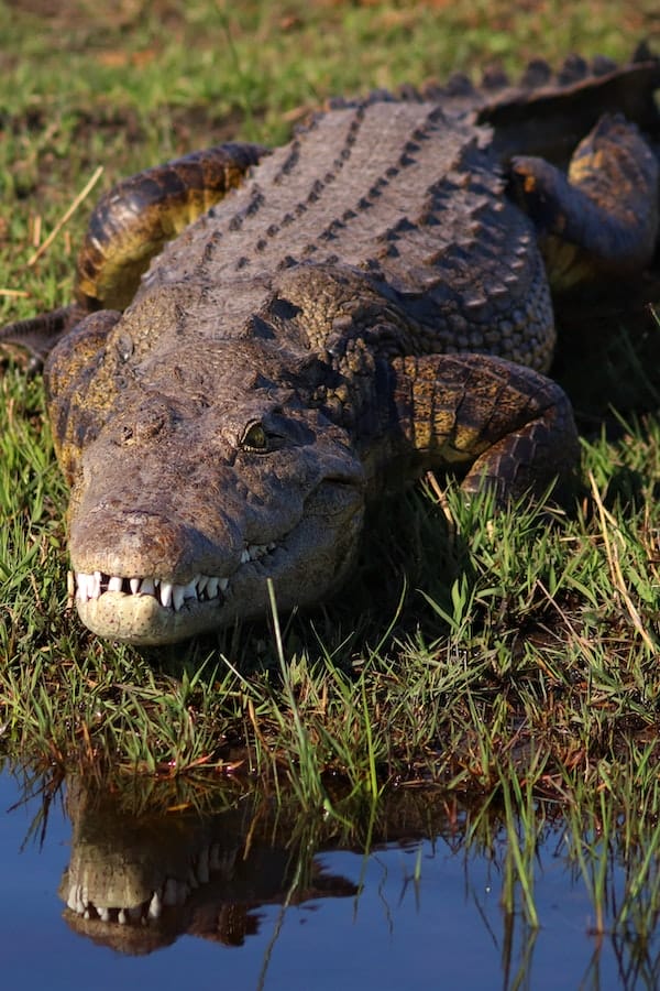 alligator-facts