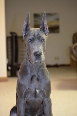 6 Types of Great Danes Breeds - Choosing the Right Great Dane