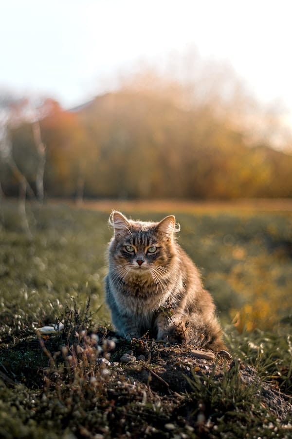 4 Reasons Why Do Cats Eat Grass That You Should Know
