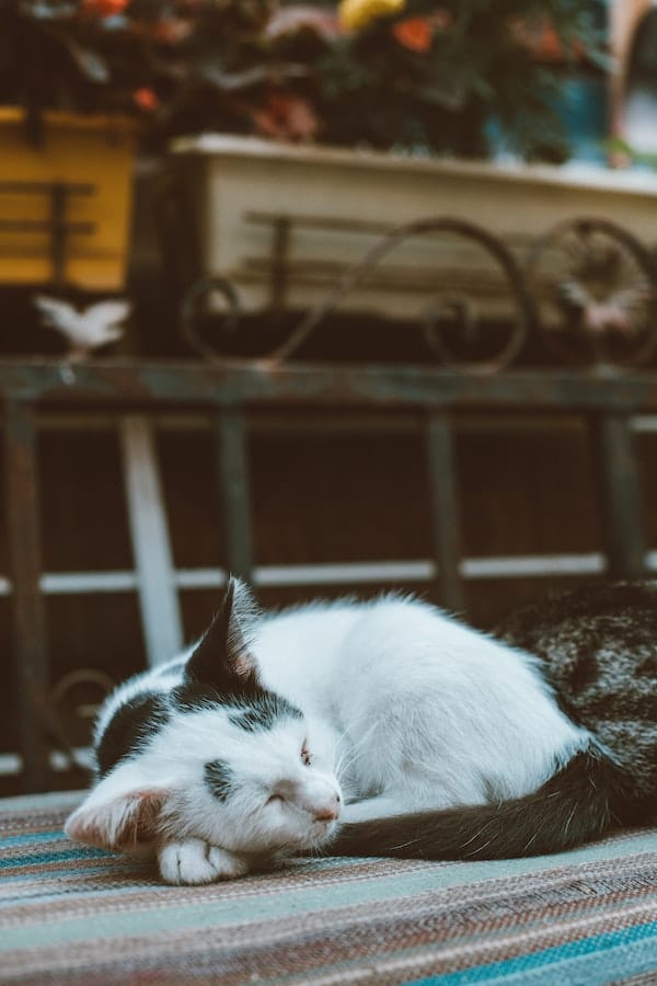 cat-sleep