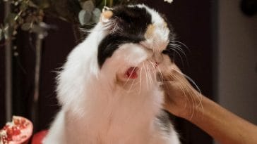 cat-sneeze