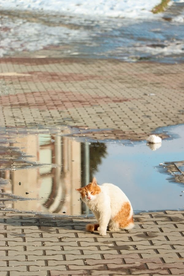 cat-water