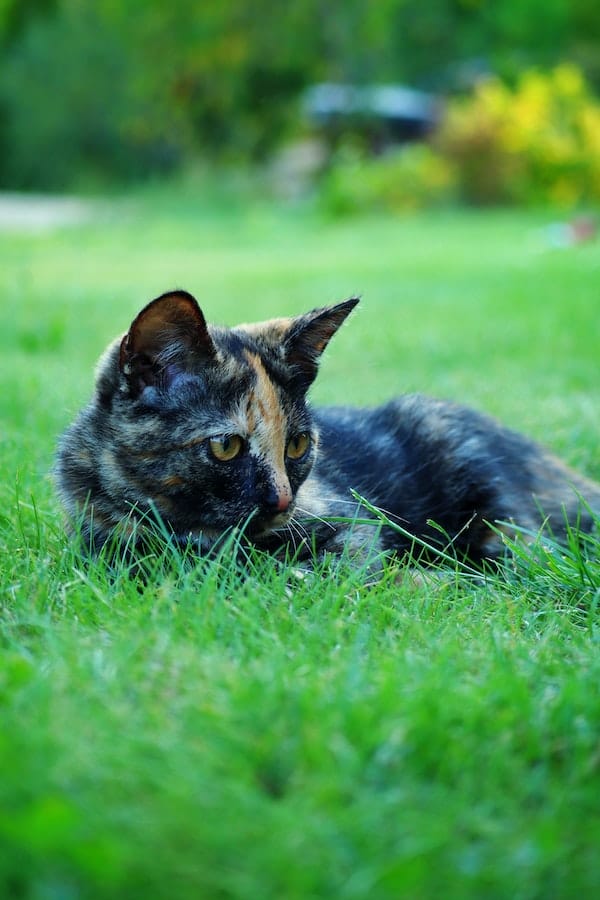 4 Common Reasons to Know Why Cats Like Catnip