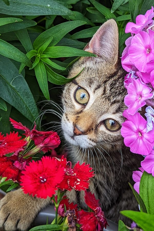 4 Common Reasons to Know Why Cats Like Catnip