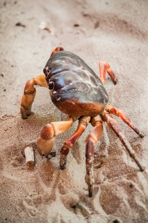 crab-facts
