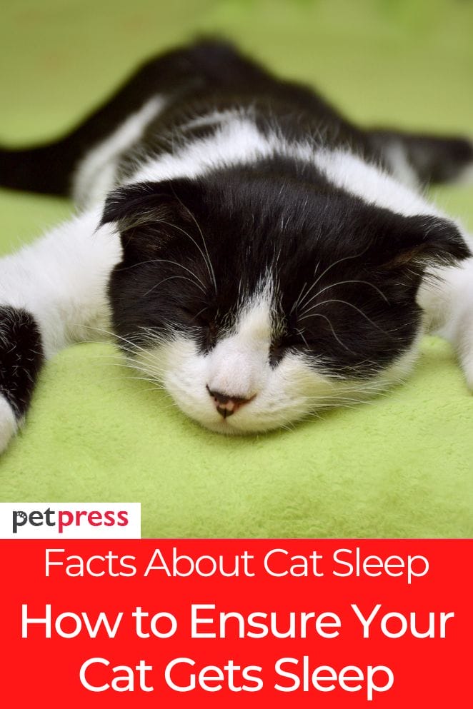 facts about cat sleep