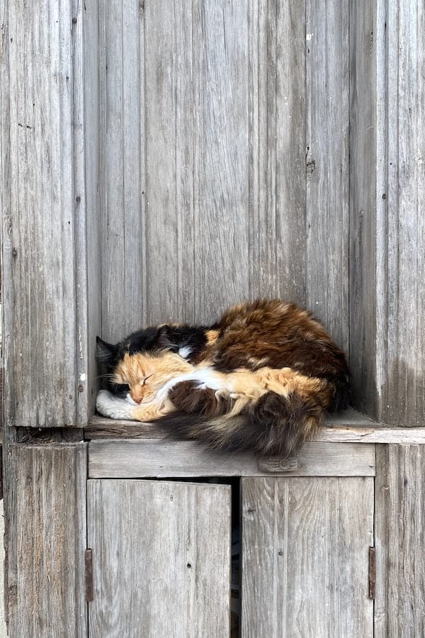 feral-cat