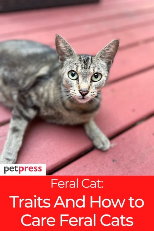 What is a Feral Cat? 9 Traits And Tips to Care for Feral Cats