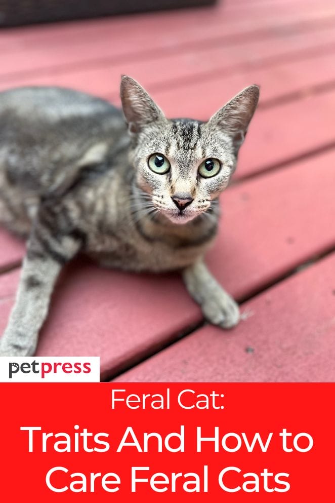 What is a Feral Cat? 9 Traits And Tips to Care for Feral Cats
