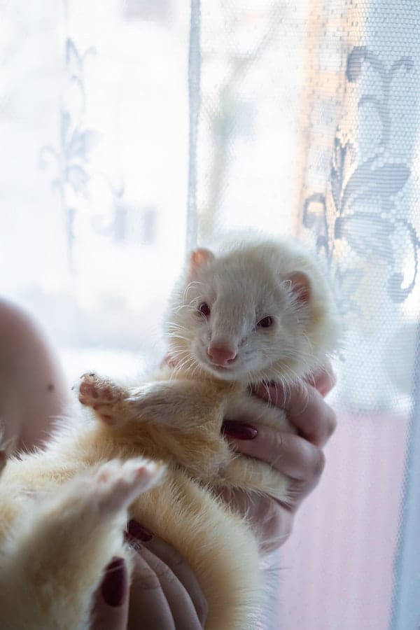 ferret-facts