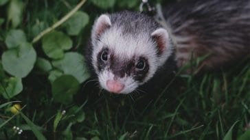 ferret-facts