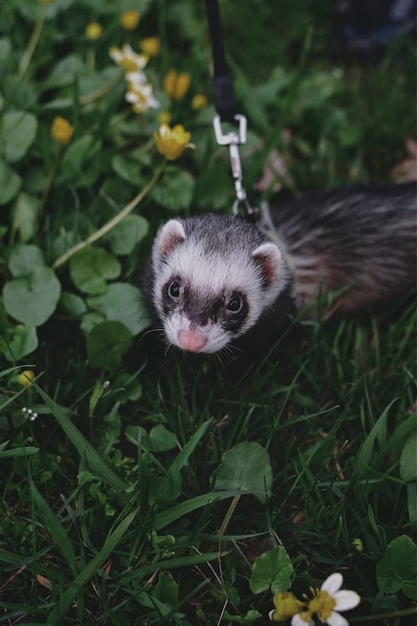 ferret-facts